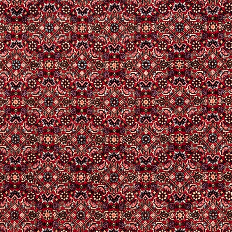 Bidjar - Takab Teppe 252x337cm - Persisk teppe